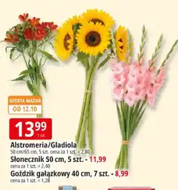 E.Leclerc Gladiola 65 cm 5-pak oferta