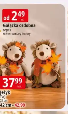 E.Leclerc Jeżyk Twj 22 cm oferta