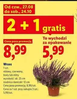 Lidl Wrzos żółty oferta