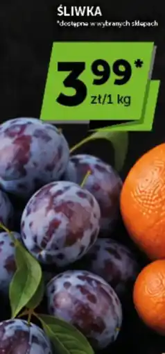 Groszek Śliwka oferta