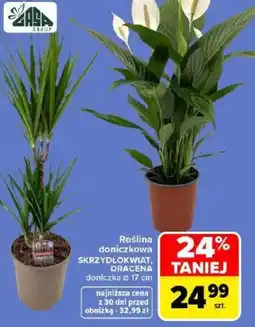 Carrefour Roślina doniczkowa SKRZYDŁOKWIAT, DRACENA oferta