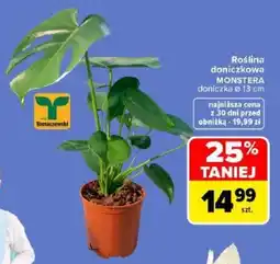 Carrefour Roślina doniczkowa MONSTERA oferta