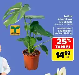 Carrefour Roślina doniczkowa Monstera oferta