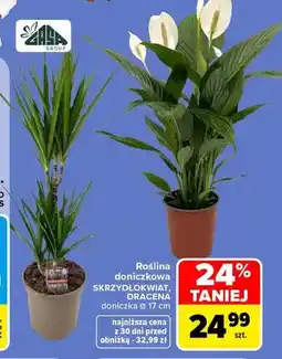 Carrefour Roślina doniczkowa Dracena oferta