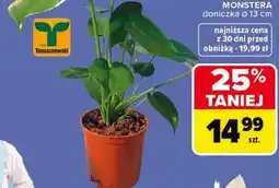 Carrefour Roślina doniczkowa MONSTERA oferta