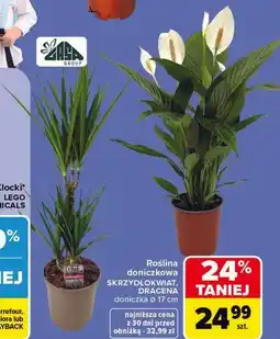 Carrefour Roślina doniczkowa SKRZYDŁOKWIAT, DRACENA oferta