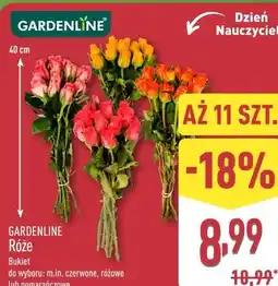 ALDI GARDENLINE Róże oferta