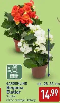 ALDI GARDENLINE Begonia Elatior oferta