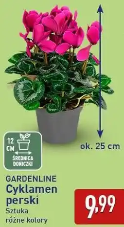 ALDI GARDENLINE Cyklamen perski oferta