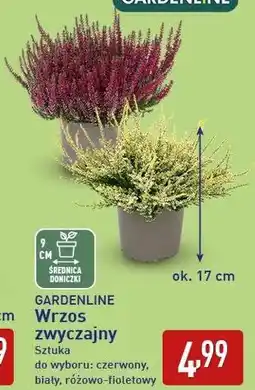 ALDI GARDENLINE Wrzos zwyczajny oferta