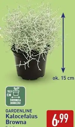 ALDI GARDENLINE Kalocefalus Browna oferta