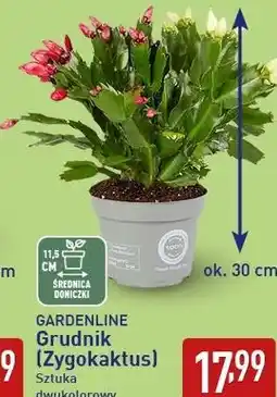 ALDI GARDENLINE Grudnik (Zygokaktus) oferta