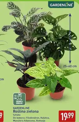 ALDI GARDENLINE Roślina zielona oferta
