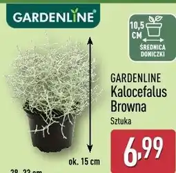 ALDI GARDENLINE Kalocefalus Browna oferta