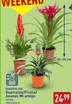 ALDI GARDENLINE Guzmania/Frizea/Ananas Mi amigo oferta