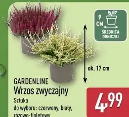 ALDI GARDENLINE Wrzos zwyczajny oferta