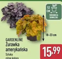 ALDI GARDENLINE Żurawka amerykańska oferta