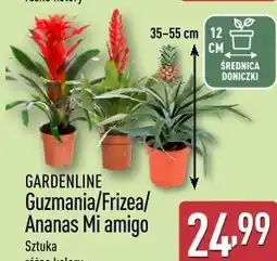 ALDI GARDENLINE Guzmania/Frizea/ Ananas Mi amigo oferta