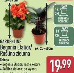 ALDI GARDENLINE Begonia Elatior/ Roślina zielona oferta
