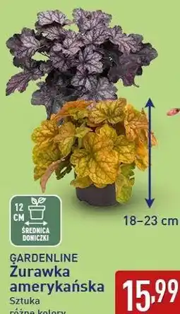 ALDI GARDENLINE Żurawka amerykańska oferta