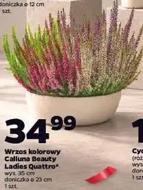 Netto Wrzos kolorowy Calluna Beauty Ladies Quattro oferta