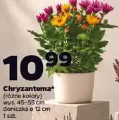 Netto Chryzantema oferta