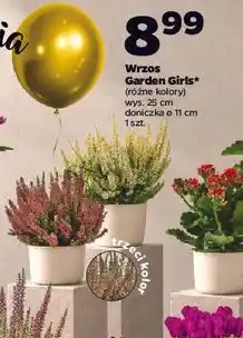 Netto Wrzos Garden Girls oferta