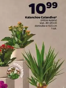 Netto Kalanchoe Calandiva oferta