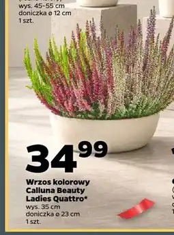 Netto Wrzos kolorowy Calluna Beauty Ladies Quattro oferta