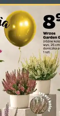 Netto Wrzos Garden Girls oferta