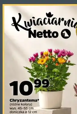 Netto Chryzantema oferta