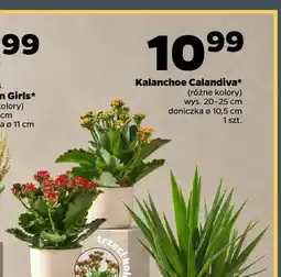 Netto Kalanchoe Calandiva oferta