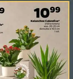 Netto Kalanchoe calandiva oferta