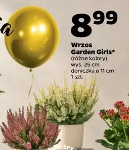 Netto Wrzos Garden Girls oferta