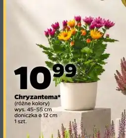 Netto Chryzantema oferta