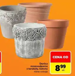 Carrefour Donica mrozoodporna oferta