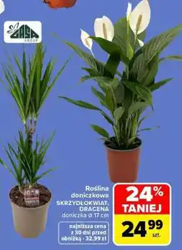 Carrefour Roślina doniczkowa SKRZYDŁOKWIAT, DRACENA oferta