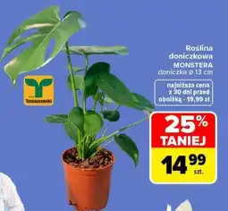 Carrefour Roślina doniczkowa MONSTERA oferta