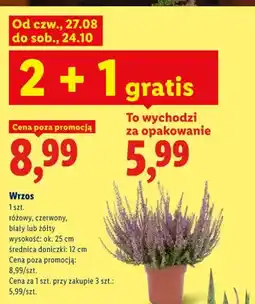 Lidl Wrzos oferta