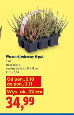 Lidl Wrzos trójkolorowy 6-pak oferta