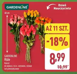 ALDI Róże bukiet 40 cm Gardenline oferta