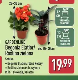 ALDI Begonia Elatior Gardenline oferta