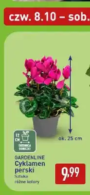 ALDI Cyklamen perski Gardenline oferta