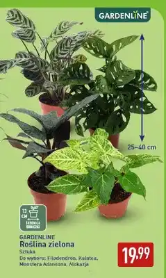 ALDI Roślina zielona Filodendron Gardenline oferta