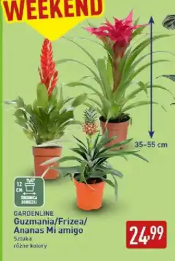 ALDI Guzmania Gardenline oferta