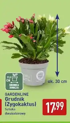 ALDI Grudnik Zygokaktus Gardenline oferta