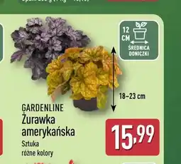 ALDI Żurawka amerykańska Gardenline oferta