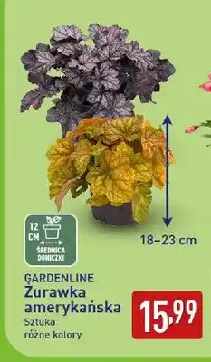 ALDI Żurawka amerykańska Gardenline oferta