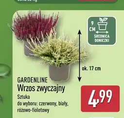 ALDI Wrzos zwyczajny Gardenline oferta