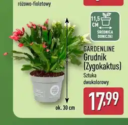 ALDI Grudnik (Zygokaktus) Gardenline oferta